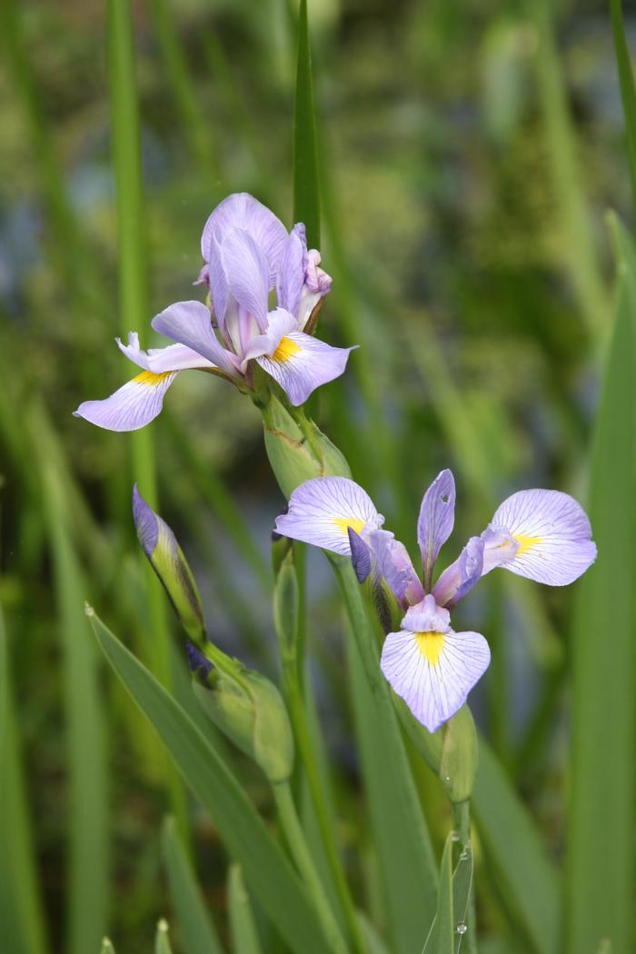 blue flag iris - Iris versicolor from Native Plant Trust