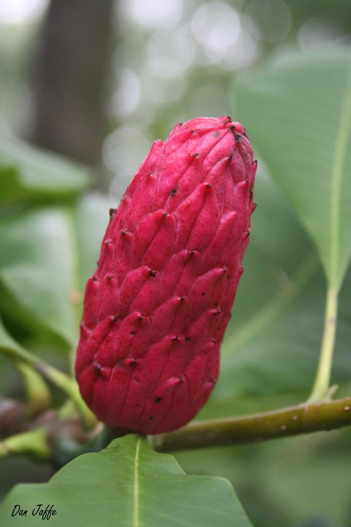 umbrella tree - Magnolia tripelata from Native Plant Trust umbrella tree - Magnolia tripelata from Native Plant Trust