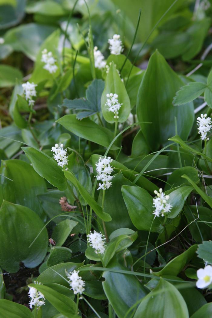 Canada mayflower, wild lily of the valley - Maianthemum canadense from Native Plant Trust