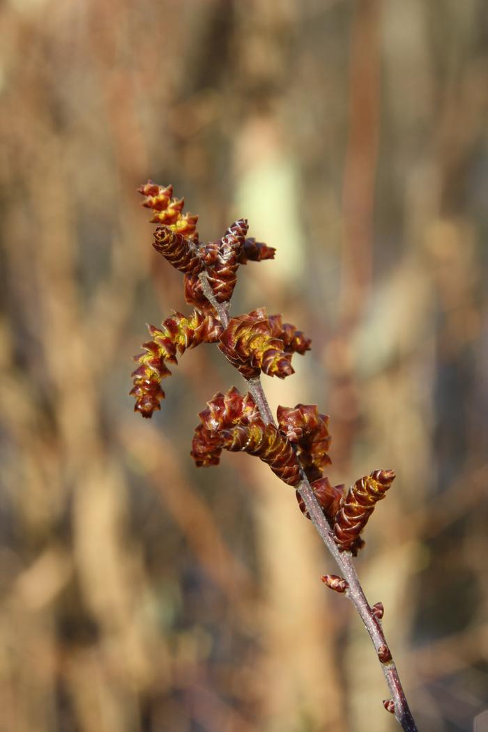 sweetgale - Myrica gale from Native Plant Trust