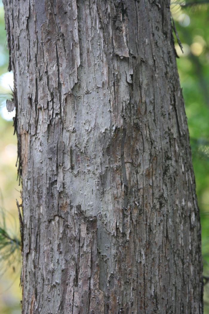 ironwood, hop hornbeam - Ostrya virginiana from Native Plant Trust