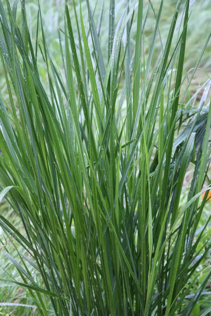switchgrass - Panicum virgatum from Native Plant Trust
