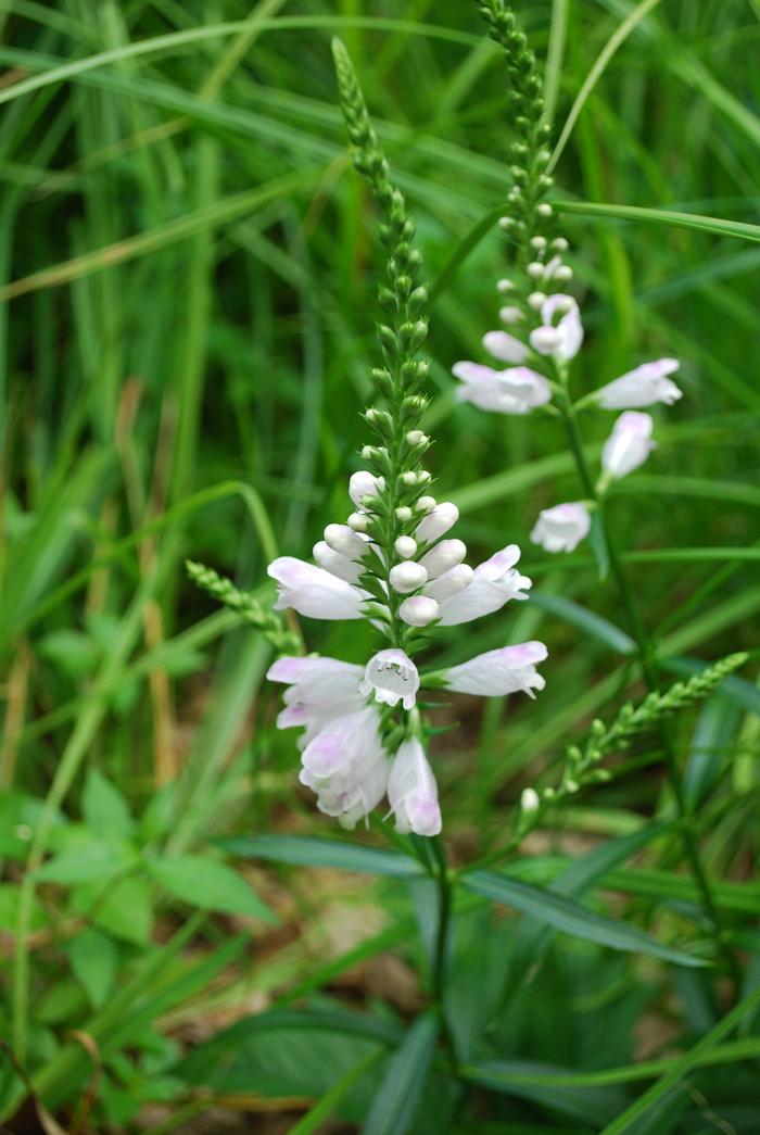 Obedient plant - Physostegia virginiana from Native Plant Trust