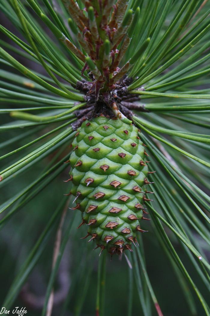 pitch pine - Pinus rigida from Native Plant Trust
