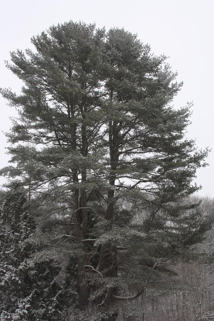 white pine - Pinus strobus from Native Plant Trust