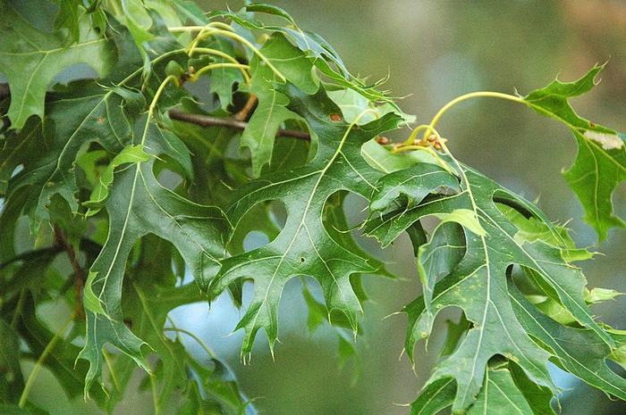 Quercus coccinea - scarlet oak by James St. John via Flikr, CC-BY-2.0