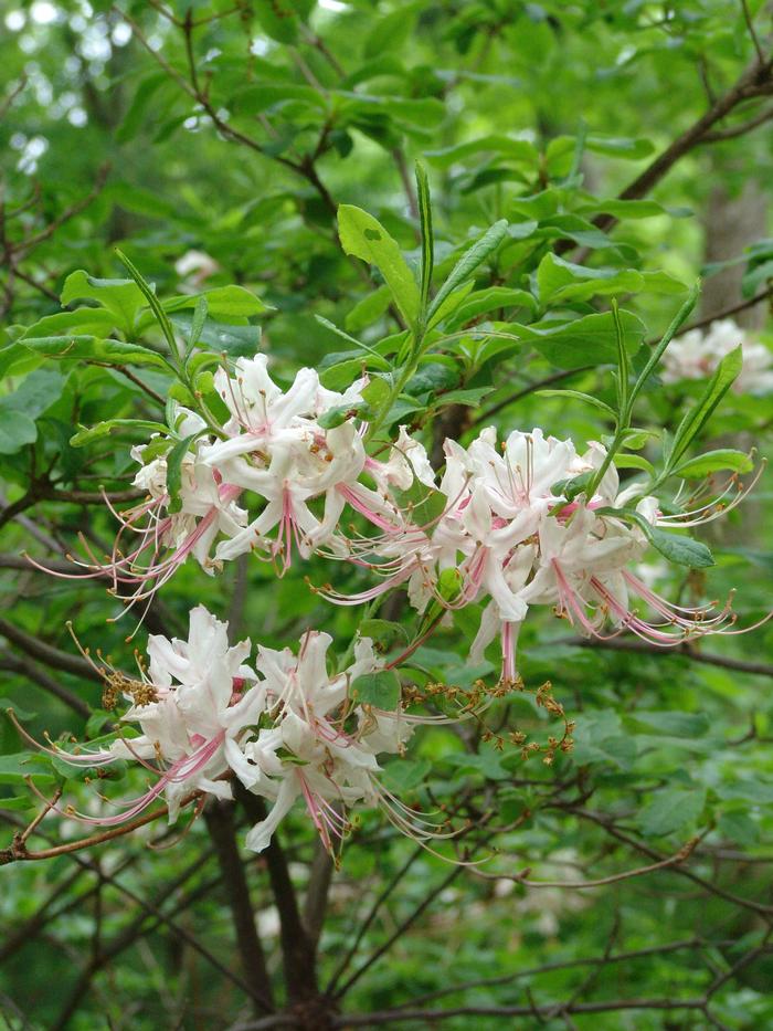 pinxterbloom azalea - Rhododendron periclymenoides from Native Plant Trust
