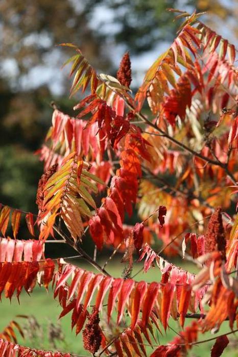 staghorn sumac - Rhus typhina from Native Plant Trust