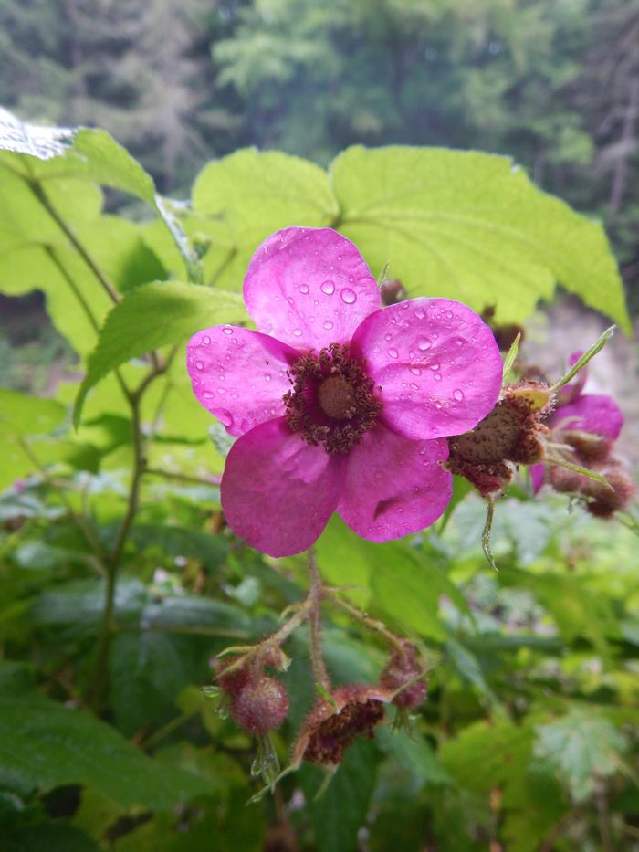 flowering raspberry - Rubus odoratus from Native Plant Trust