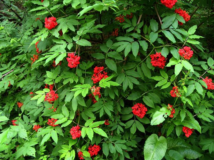 red elderberry - Sambucus racemosa var. racemosa from Native Plant Trust
