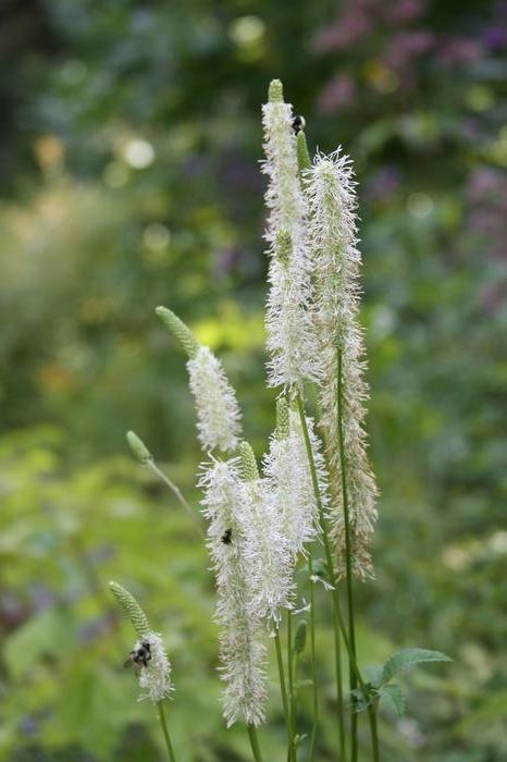 Canada burnet - Sanguisorba canadensis from Native Plant Trust