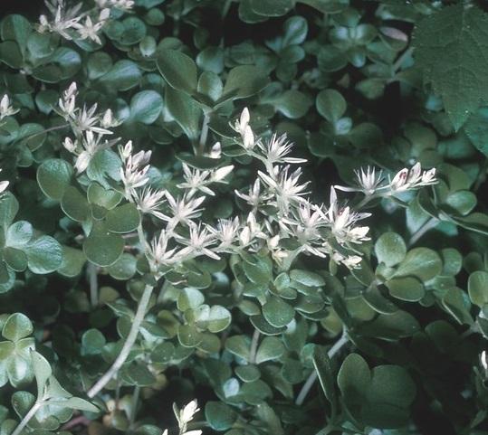 woodland stonecrop - Sedum ternatum from Native Plant Trust