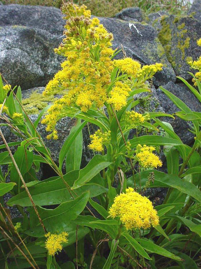 sea side goldenrod - Solidago sempervirens from Native Plant Trust