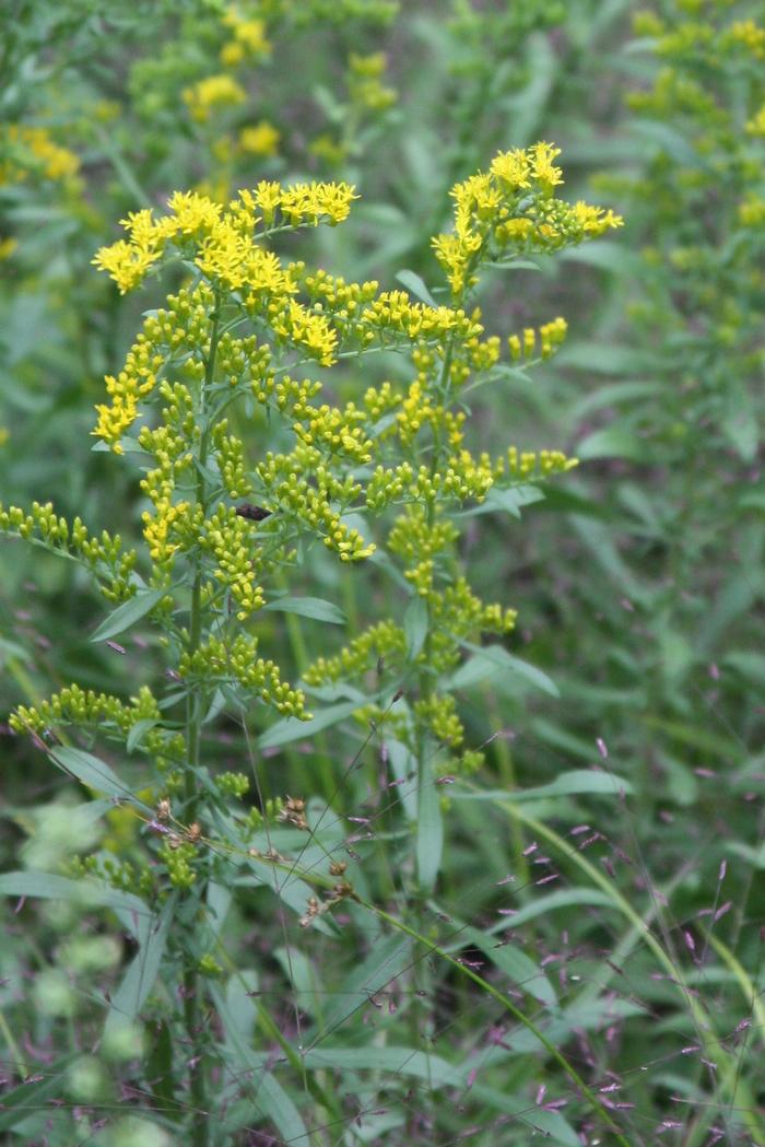 sweet goldenrod - Solidago odora from Native Plant Trust