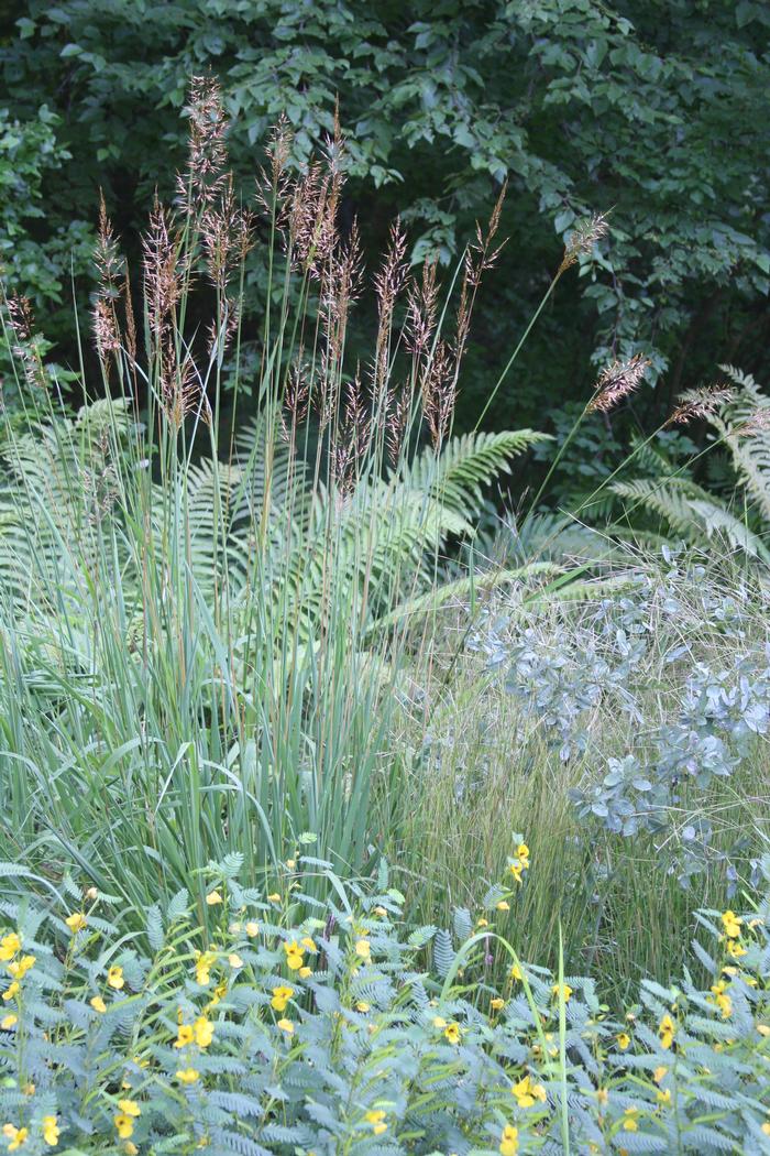 Indian grass. - Sorghastrum nutans from Native Plant Trust