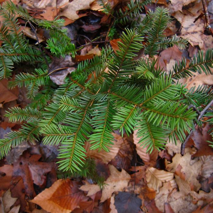 American yew - Taxus canadensis from Native Plant Trust