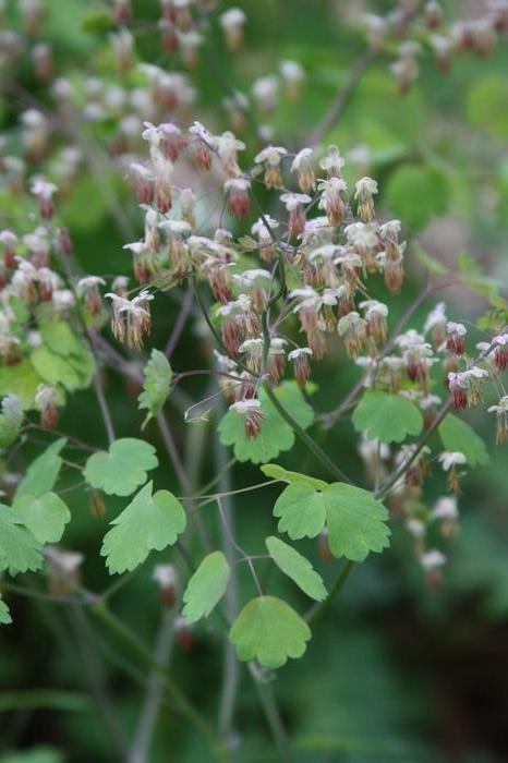 early meadow rue - Thalictrum dioicum from Native Plant Trust