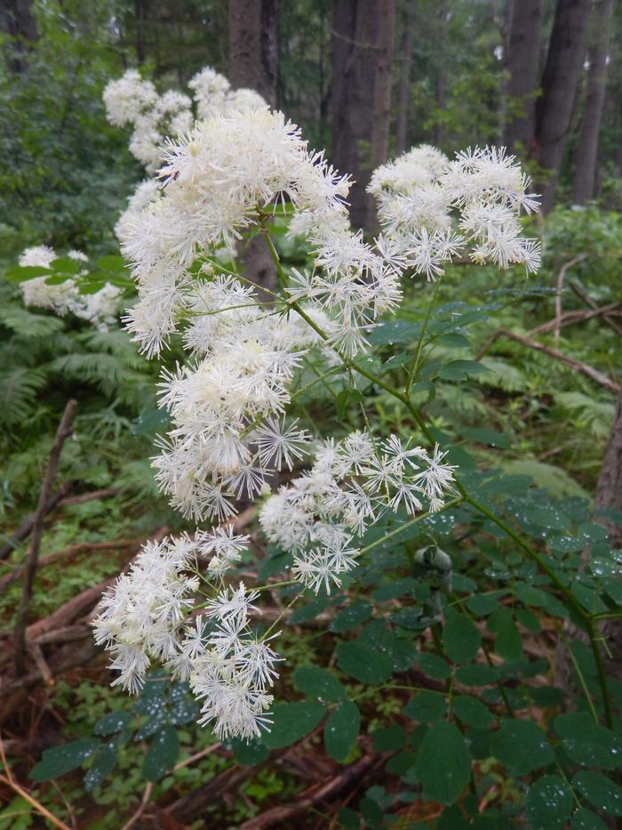 Tall meadow rue - Thalictrum pubescens from Native Plant Trust