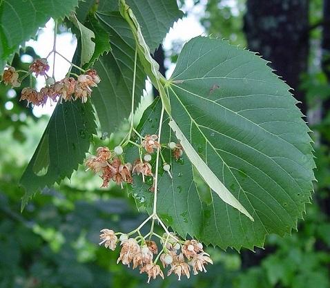 basswood, linden - Tilia americana from Native Plant Trust