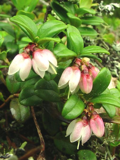 Mountain cranberry - Vaccinium vitus-idaea ssp. minus from Native Plant Trust