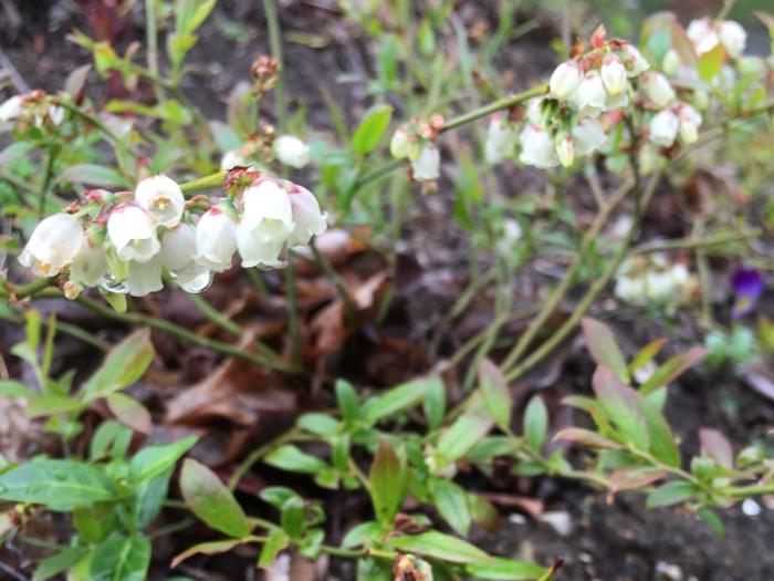 lowbush blueberry - Vaccinium angustifolium from Native Plant Trust