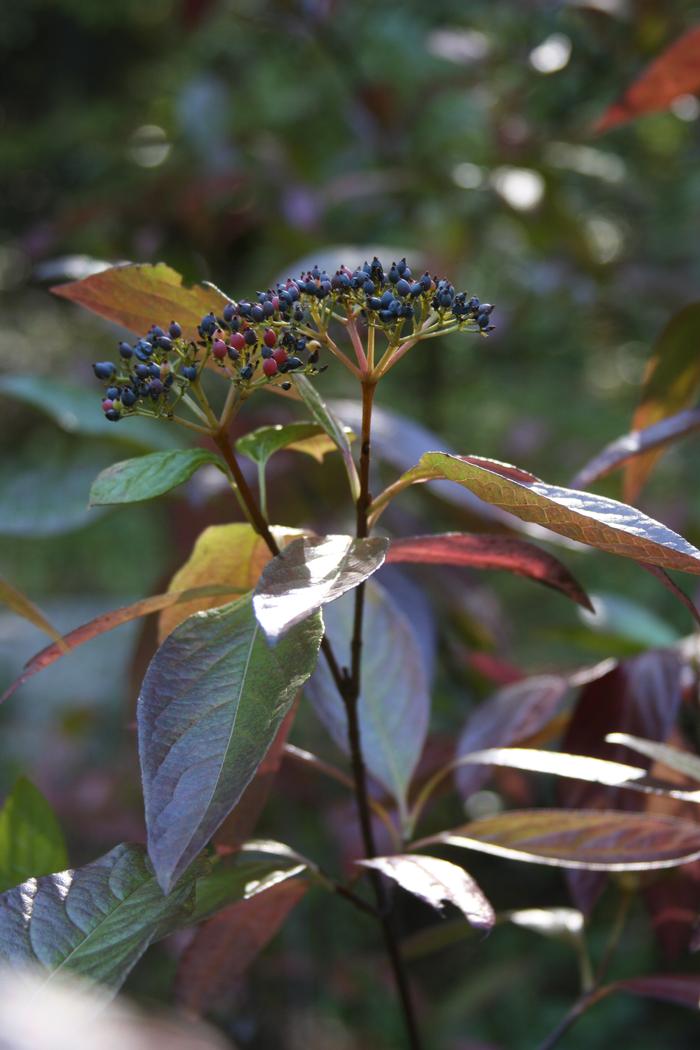 nanyberry - Viburnum lentago from Native Plant Trust