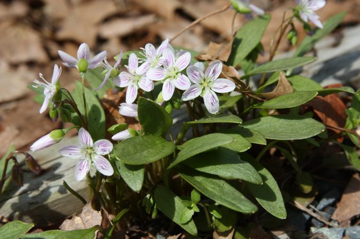 Carolina spring beauty - Claytonia caroliniana from Native Plant Trust