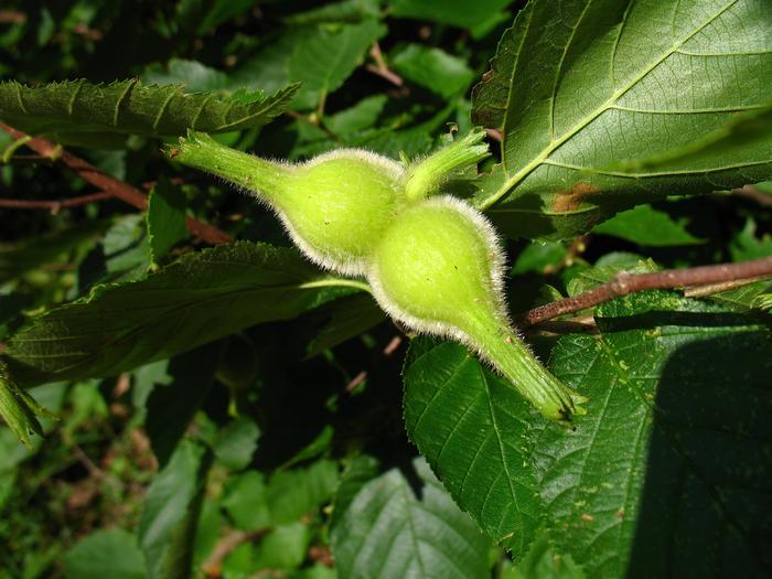 beaked hazelnut - Corylus cornuta from Native Plant Trust