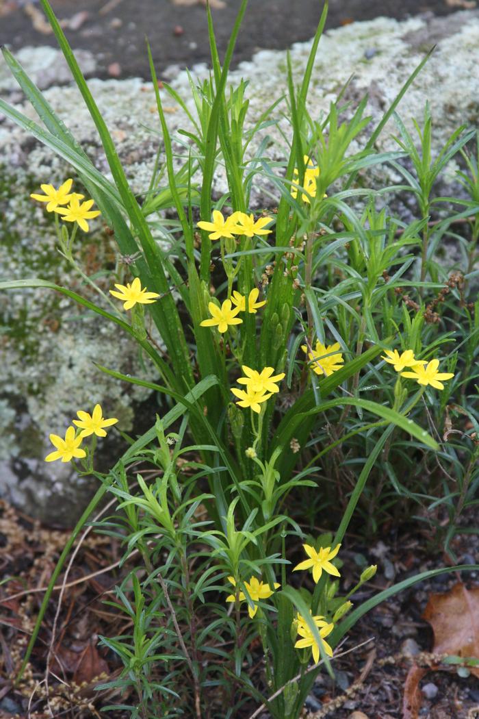 yellow star flower - Hypoxis hirsuta from Native Plant Trust