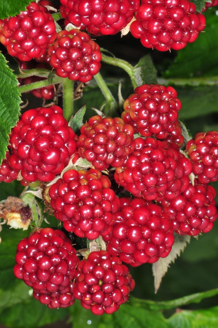 red raspberry - Rubus idaeus from Native Plant Trust