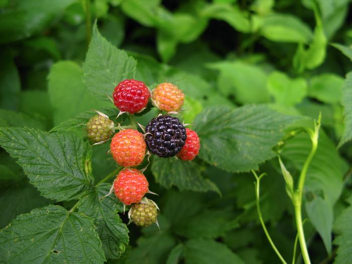 black raspberry - Rubus occidentalis from Native Plant Trust