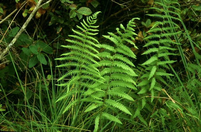 Marsh fern - Thelypteris palustris from Native Plant Trust