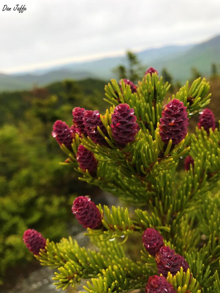 red spruce - Picea rubens from Native Plant Trust