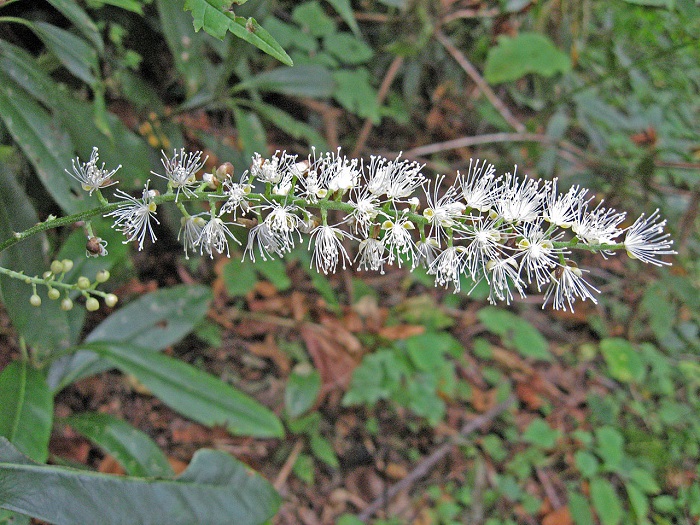 mountain bugbane - Actaea podocarpa from Native Plant Trust