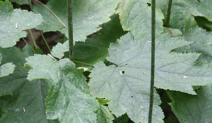 Appalachian bugbane - Actaea rubifolia from Native Plant Trust