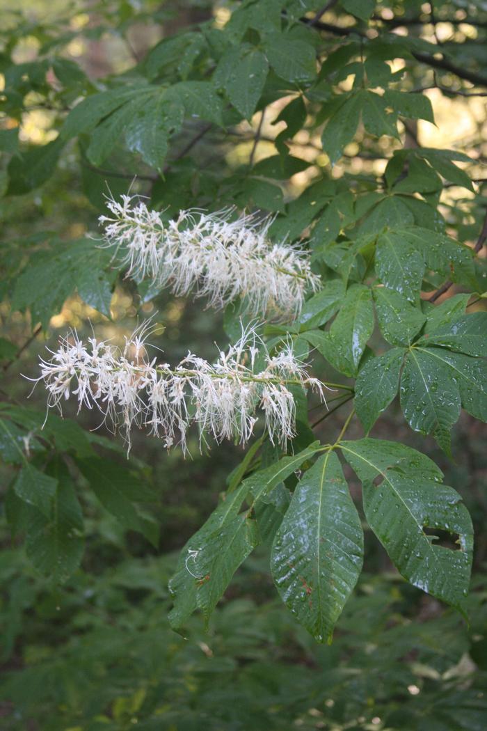 bottlebrush buckeye - Aesculus parviflora from Native Plant Trust