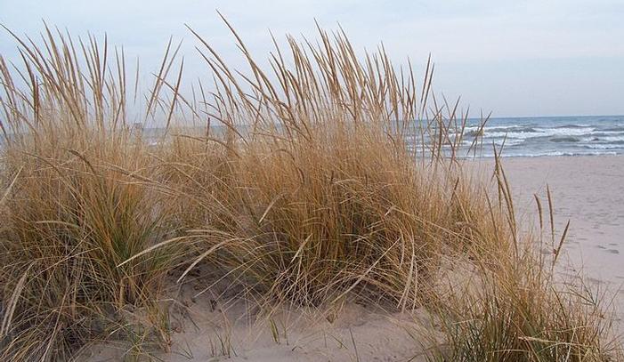 American beach grass - Ammophila breviligulata from Native Plant Trust