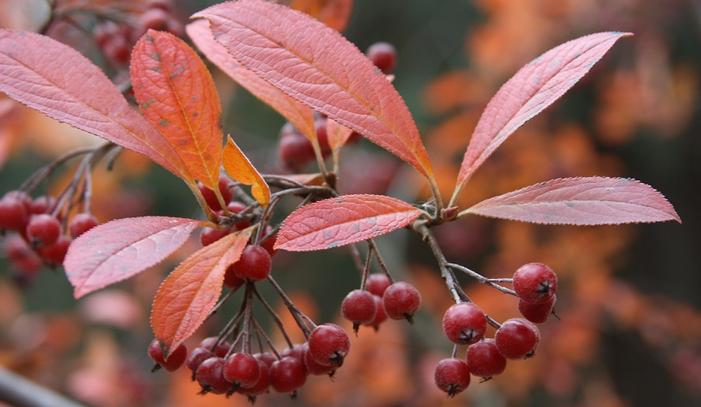 red chokeberry - Aronia arbutifolia 'Brilliantissima' from Native Plant Trust