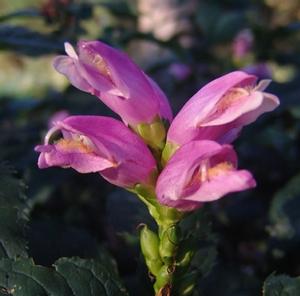 pink turtlehead - Chelone lyonii 'Hot Lips' from Native Plant Trust