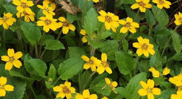 green and gold - Chrysogonum virginianum from Native Plant Trust