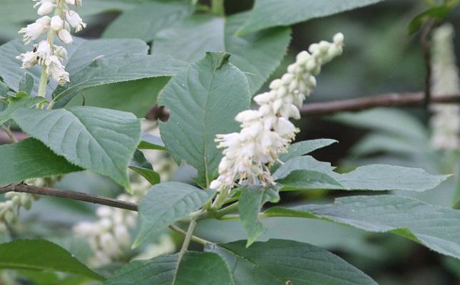 cinnamon pepperbush - Clethra acuminata from Native Plant Trust