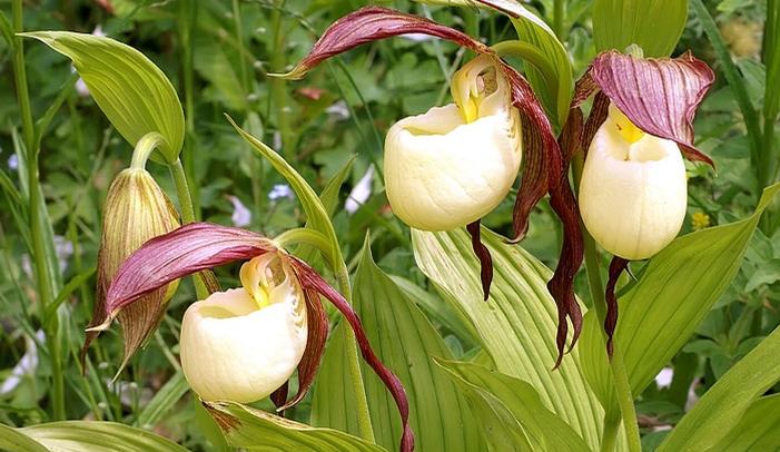 Kentucky lady's-slipper - Cypripedium kentuckiense from Native Plant Trust