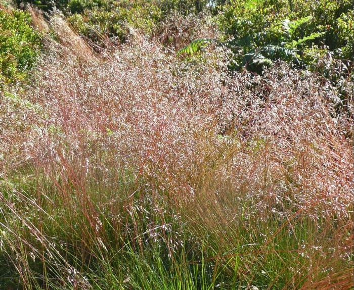 wavy hair grass - Deschampsia flexuosa from Native Plant Trust