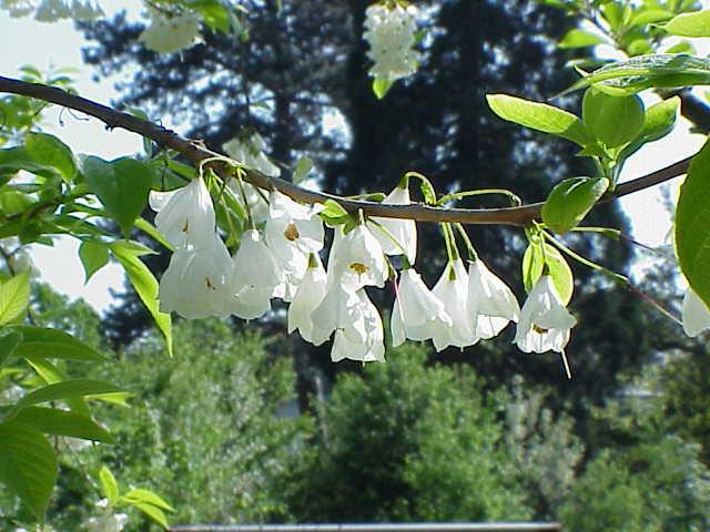 Carolina silverbell - Halesia carolina from Native Plant Trust