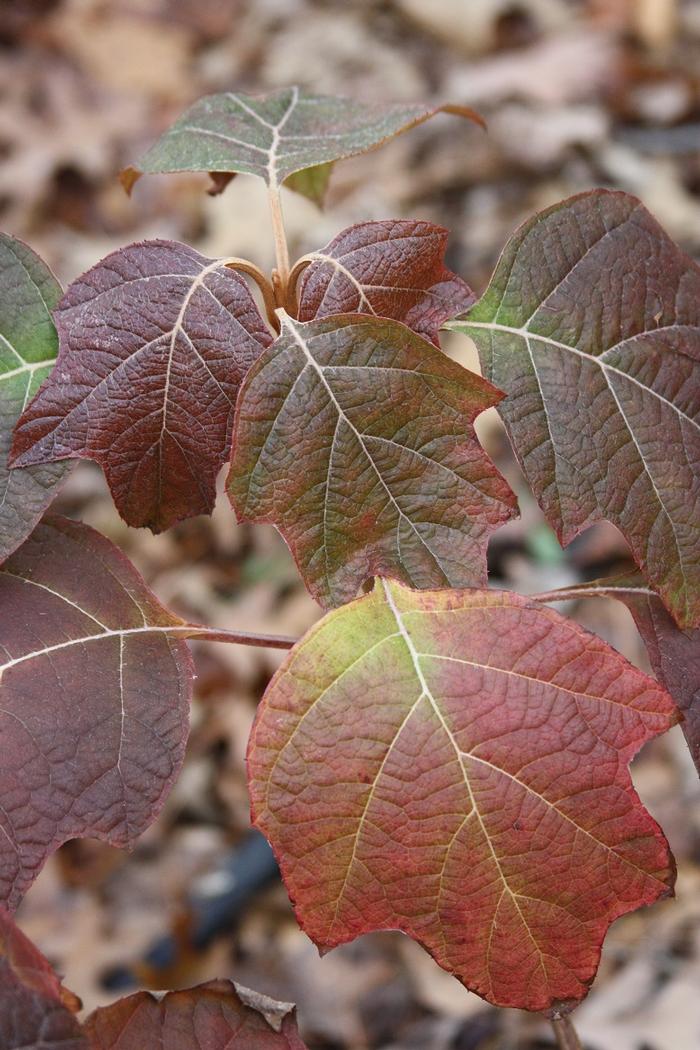 oak-leaf hydrangea - Hydrangea quercifolia from Native Plant Trust