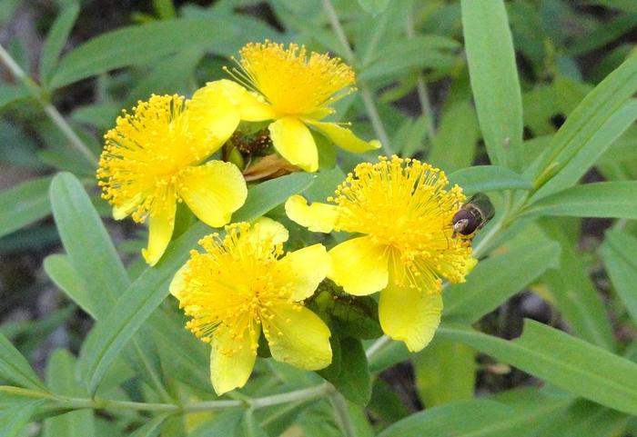 Kalm's St. John's wort - Hypericum kalmianum from Native Plant Trust