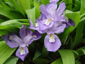 crested iris - Iris cristata from Native Plant Trust