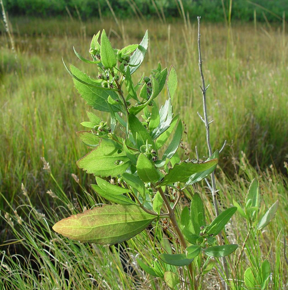 bigleaf marsh-elder - Iva frutescens from Native Plant Trust