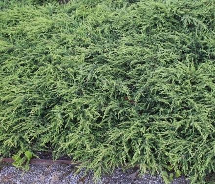 repanda' juniper - Juniperus communis 'Repanda' from Native Plant Trust
