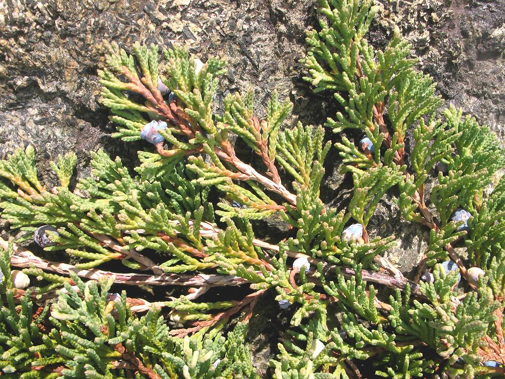 Bar Harbor juniper - Juniperus horizontalis 'Bar Harbor' from Native Plant Trust